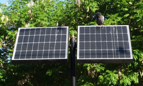 A detailed introduction to pigeon proofing solar panels